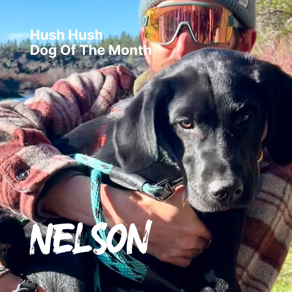 Dog of The Month: Nelson